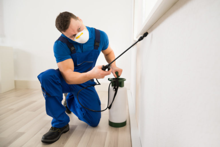 Pest Extermination Plantation, FL | Pest Infestation | Home Extermination