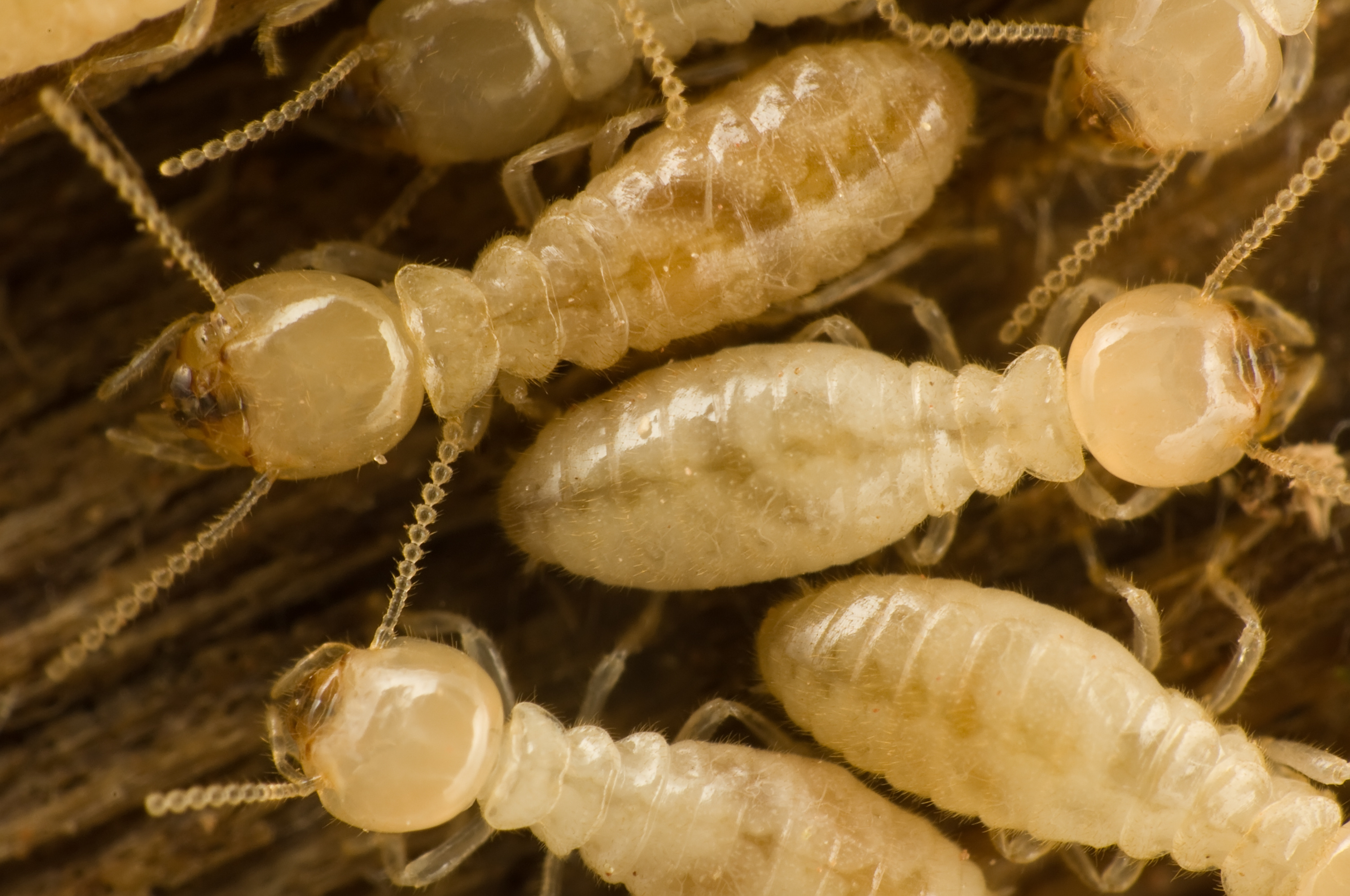 Pest Control Cape Coral | Ant Infestation | Termite Treatment