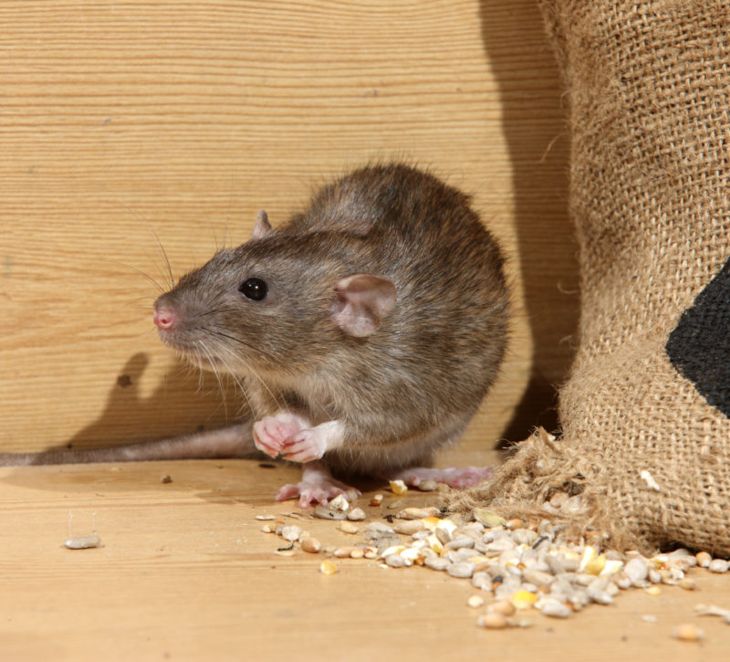 Rodent Control Davie, Fl | Rodent Extermination | Rodent Removal