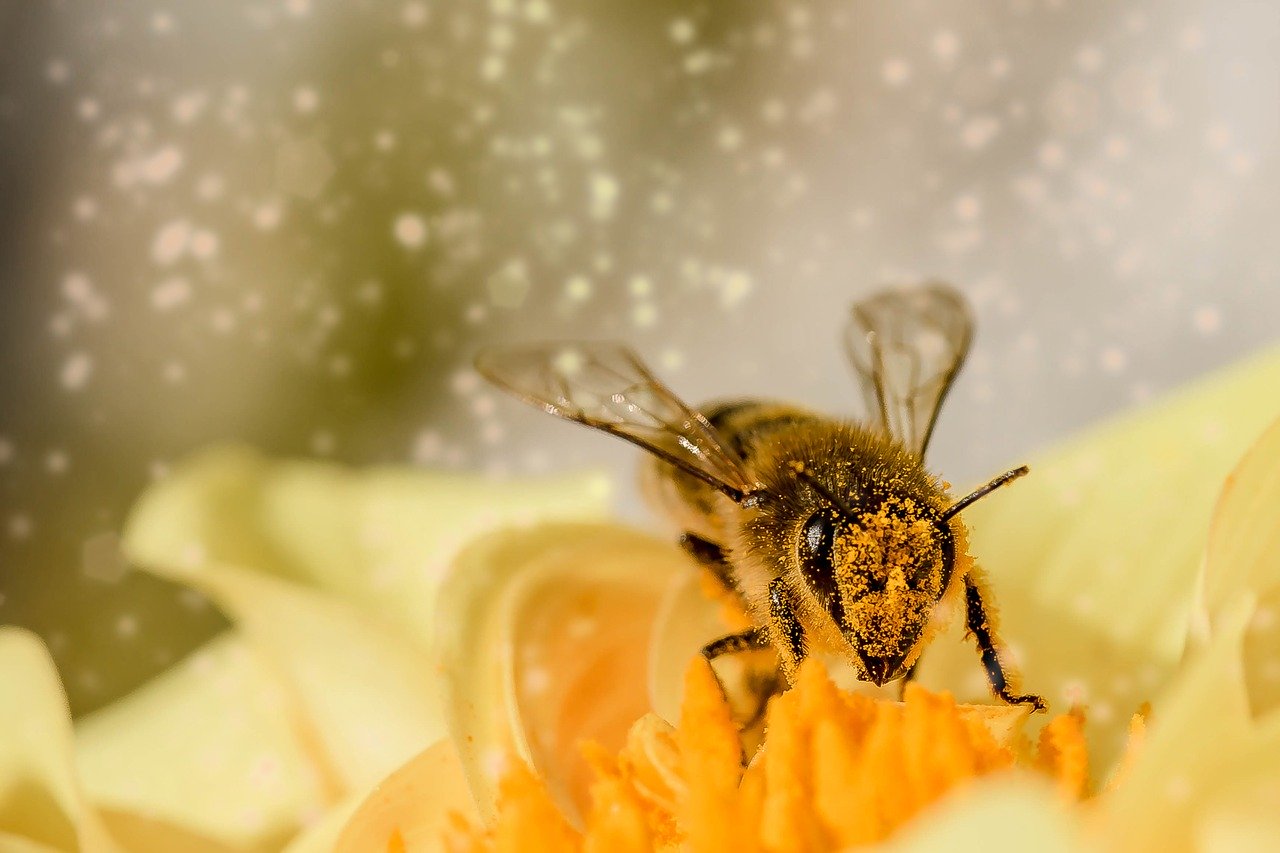 Honey Bee Removal | Honey Bee Infestation