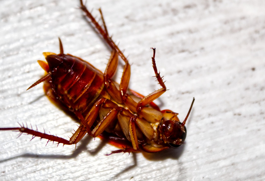 Cockroaches Plantation, FL Roach Infestation Pest