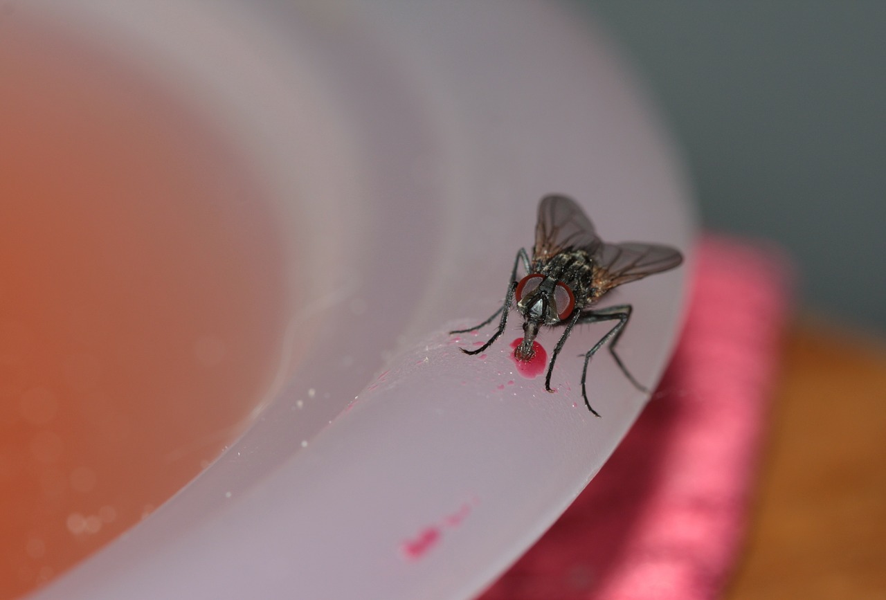 Pest Infestation Plantation, FL | House Fly Infestation | Pest Extemination