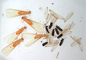 formosan-termite-swarmers