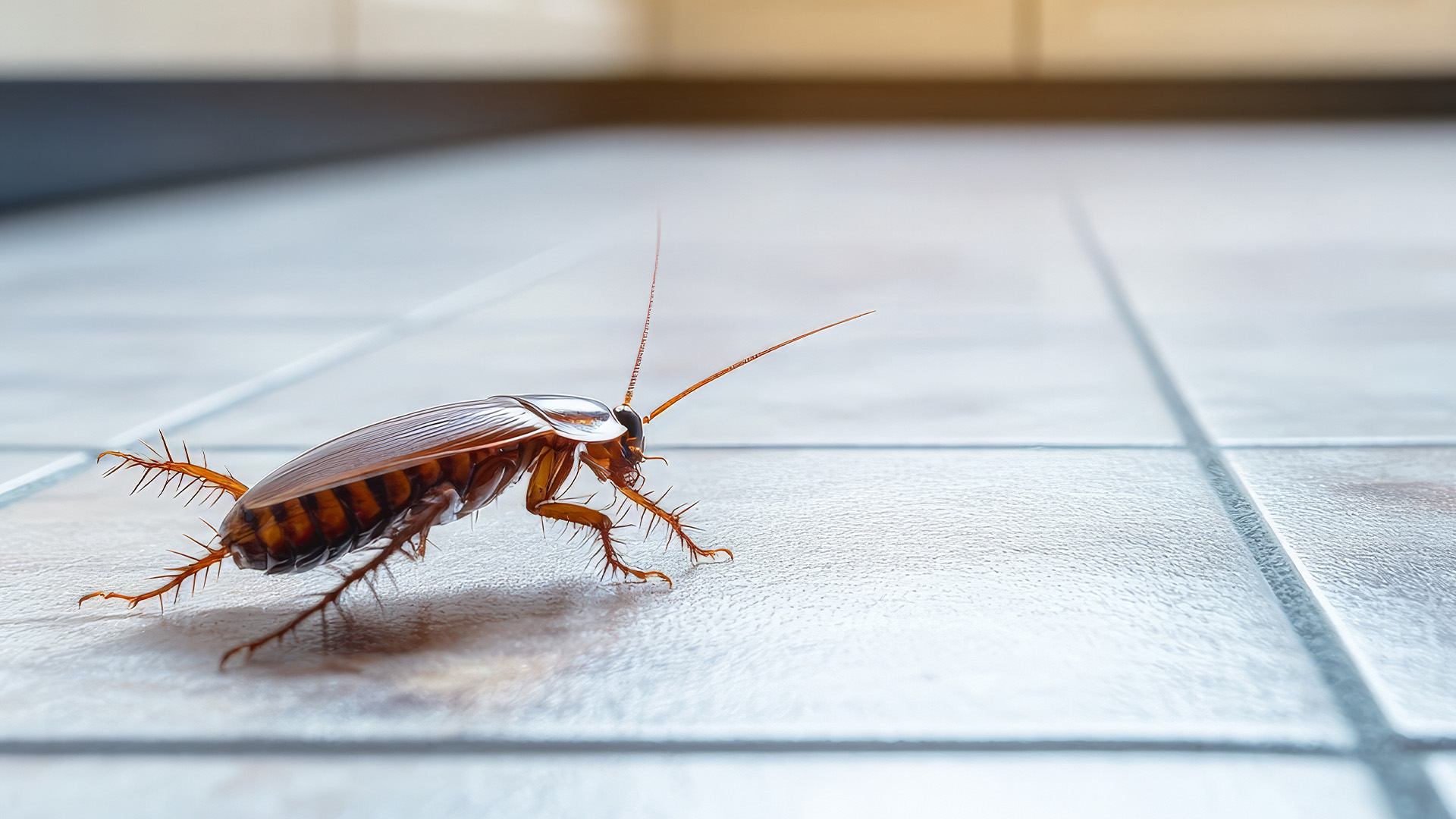 Pest Control for Roaches - Quality Termite and Pest Control Pest Control for Roaches