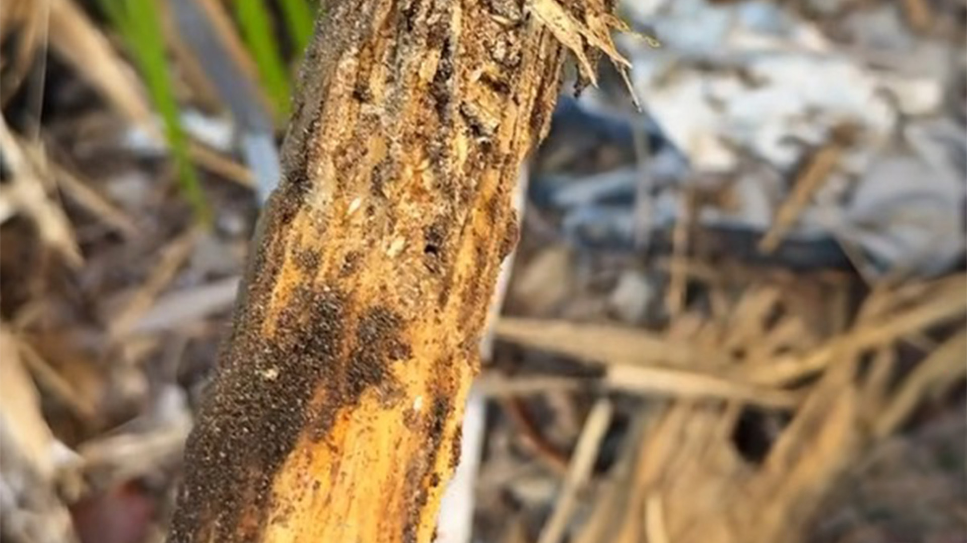 Termite eating residential wood post Termite eating residential wood post