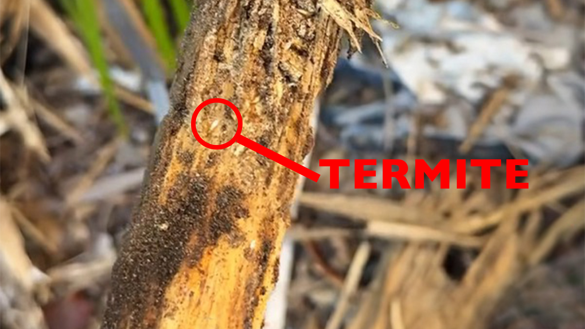 Termite eating wood post in fort lauderdale house