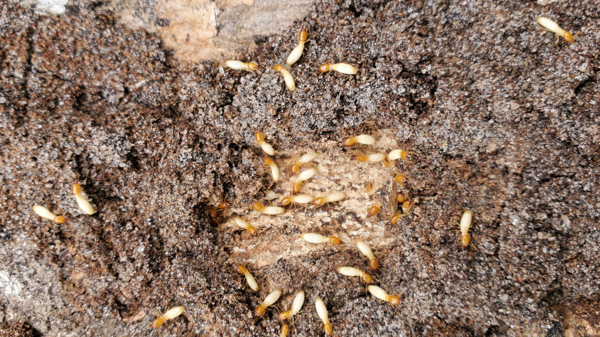 Termite and Pest Control Company in Las Olas Fort Lauderdale